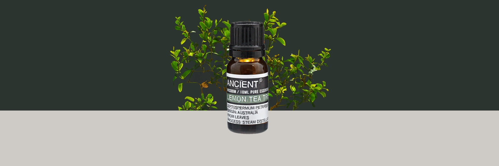 Zelyth lemon tea tree essential oil aromatherapy refreshing uplifting natural wellness cleansing energizing citrus fragrance soothing

