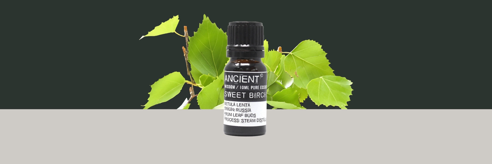 Zelyth sweet birch essential oil aromatherapy soothing invigorating natural wellness stress relief refreshing minty fragrance muscle relief rejuvenating